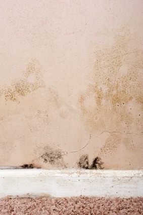 Mold removal by Certified Green Team